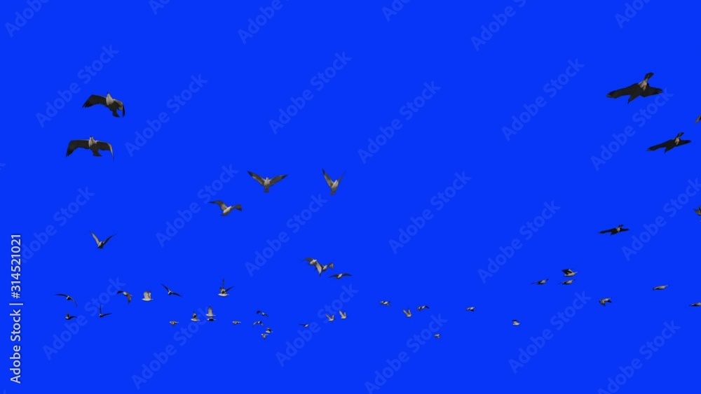 Seagulls flying in slow motion, Blue Screen Chromakey Seagulls flying in slow motion, Blue Screen Chromakey
