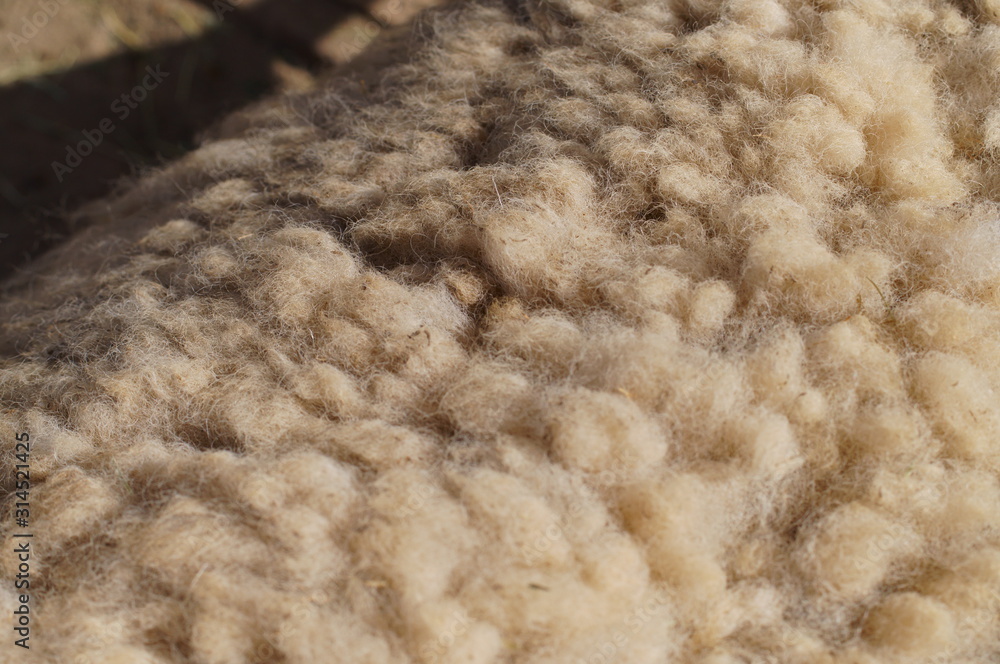 Keeping sheep that produce wool Keeping sheep that produce wool
