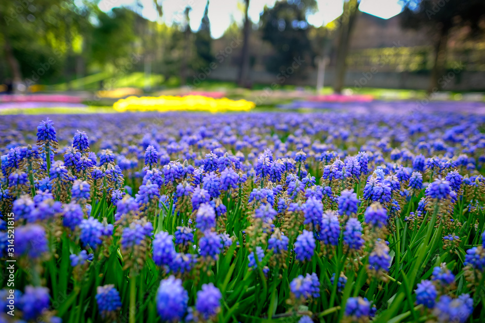 A field of blooming blue grape hyacinth flower in spring season. A field of blooming blue grape hyacinth flower in spring season.