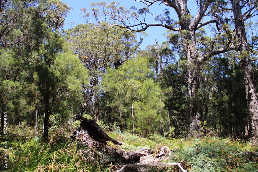 Wild  Australian Bush and Forest 