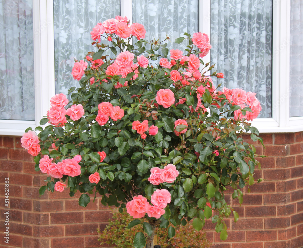 Fototapeta premium An Abundant Display of Pink Flowers on a Standard Rose.