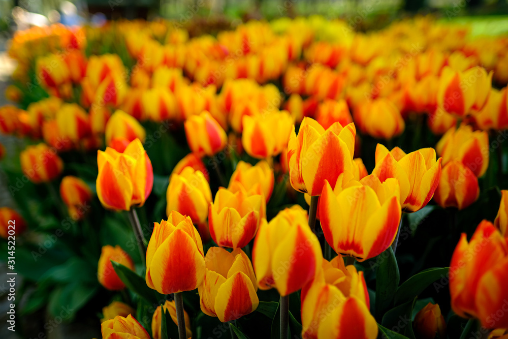 A flowerbed of beautiful yellow orange blooming apeldoorns elite tulip flower in spring season under the sunlight. A flowerbed of beautiful yellow orange blooming apeldoorns elite tulip flower in spring season under the sunlight.