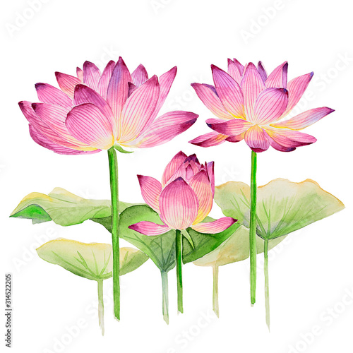 Watercolor hand drawn lotus flower illustration. Three lotus flowers with leaves.