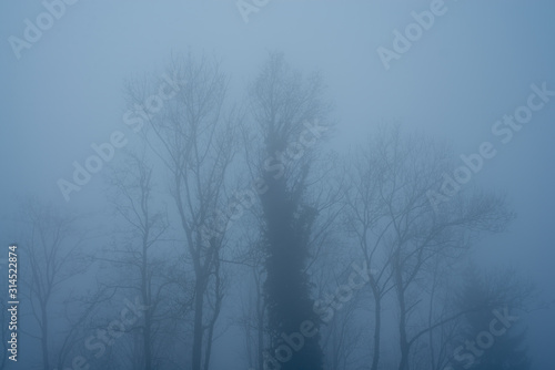 Bare trees in the fog on a winter s day