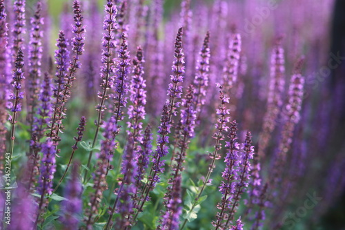 Lavender, purple floral background. Lavender field