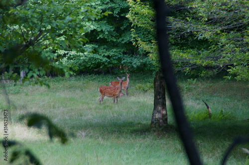 Fototapeta Naklejka Na Ścianę i Meble -  Wild deer living in the forest