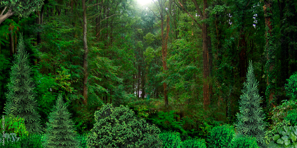Wild dense forest natural banner - obrazy, fototapety, plakaty 