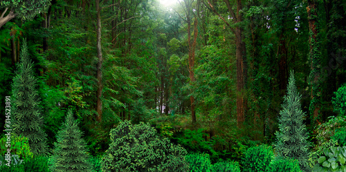 Wild dense forest natural banner