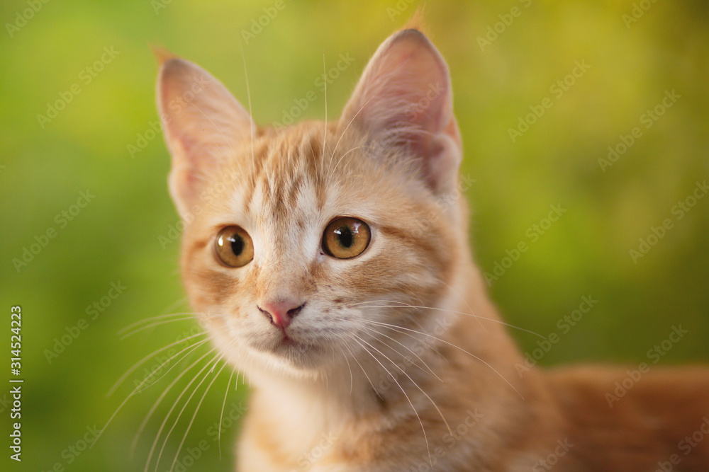 summer portrait of a red cat on a background of greenery, pets concept, cute kitten walks in the yard