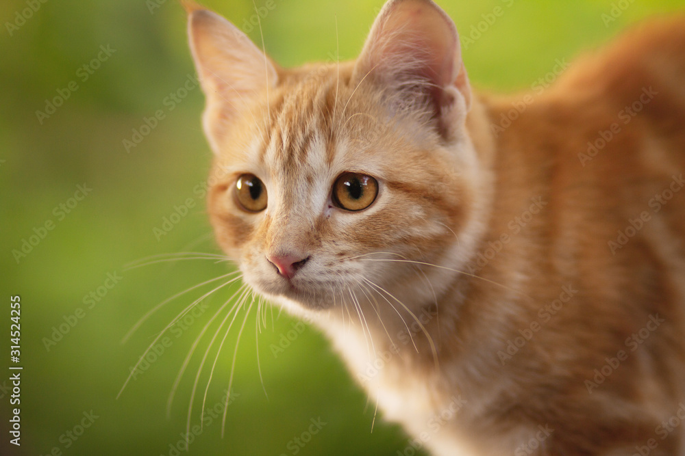 summer portrait of a red cat on a background of greenery, pets concept, cute kitten walks in the yard