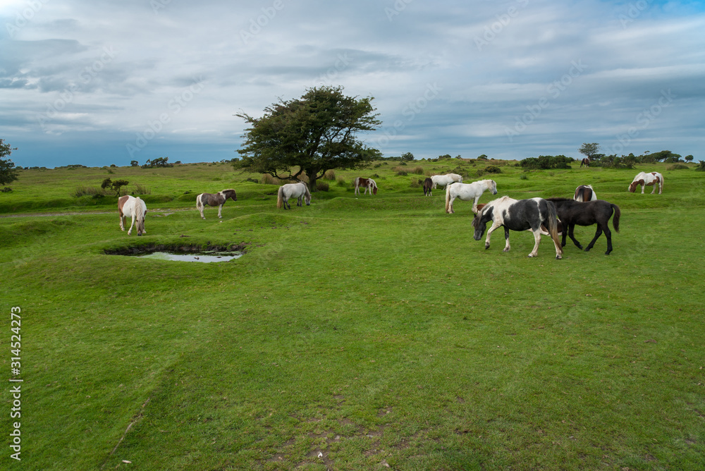 Fototapeta premium Wild Ponies in the Bodmin Moor near Minions in Cornwall, UK.