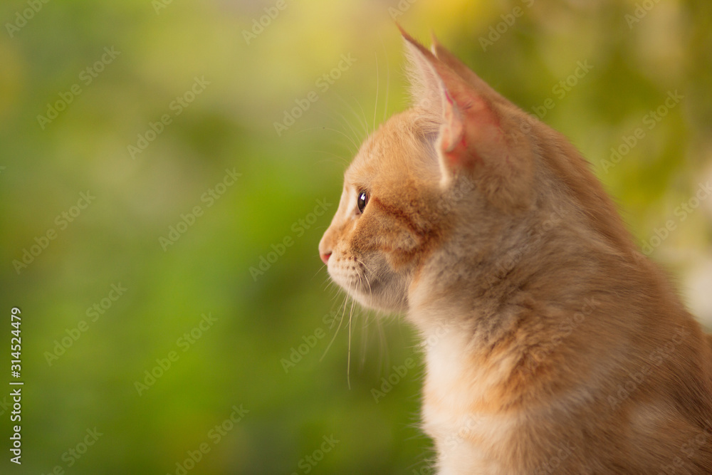 Fototapeta premium summer portrait of a red cat on a background of greenery, pets concept, cute kitten walks in the yard
