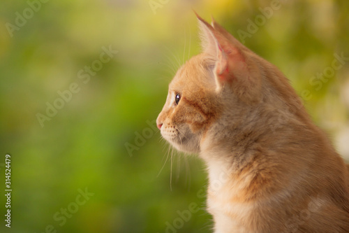 summer portrait of a red cat on a background of greenery, pets concept, cute kitten walks in the yard © Creatopic
