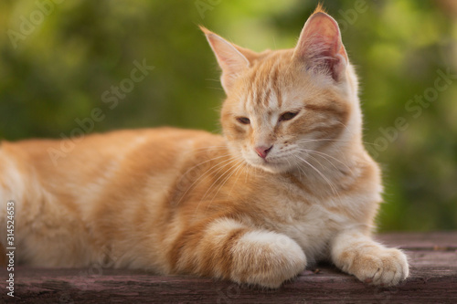 Wallpaper Mural red kitten resting lying on a wooden bench in the yard Torontodigital.ca