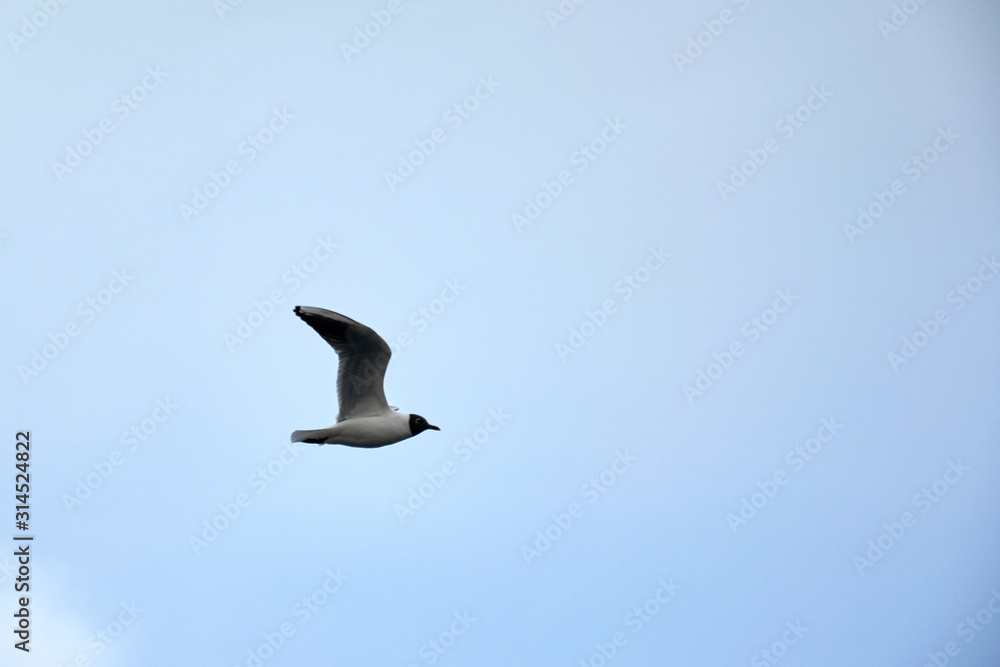 Obraz premium Flying seagull in the sky in winter