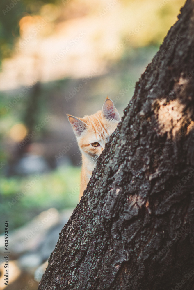 cute kitten peeping from behind the tree trunk in the garden, a curious pet walking, hunting outdoors in summer cute kitten peeping from behind the tree trunk in the garden, a curious pet walking, hunting outdoors in summer