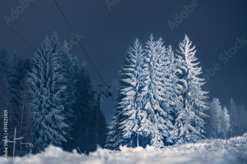 Winter forest at night. Christmas trees in the snow. Christmas background