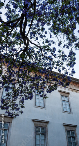 Purple flowers on trees growing outside traditional Portuguese apartments on a sunny day, taken in Lisbon © Michaella