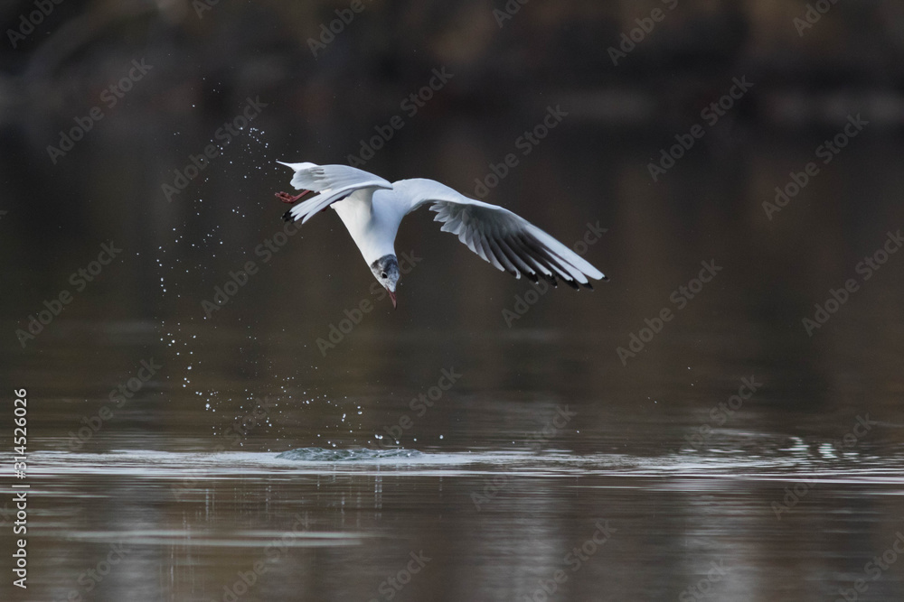 Mouette rieuse en chasse Mouette rieuse en chasse