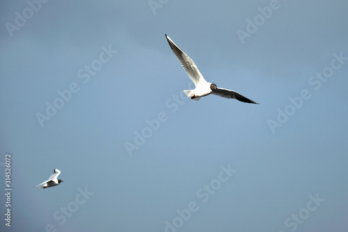 Flying seagull in the sky in winter