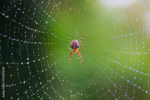 Fototapeta cross spider seen from above in the center of a web with dew drops and green background