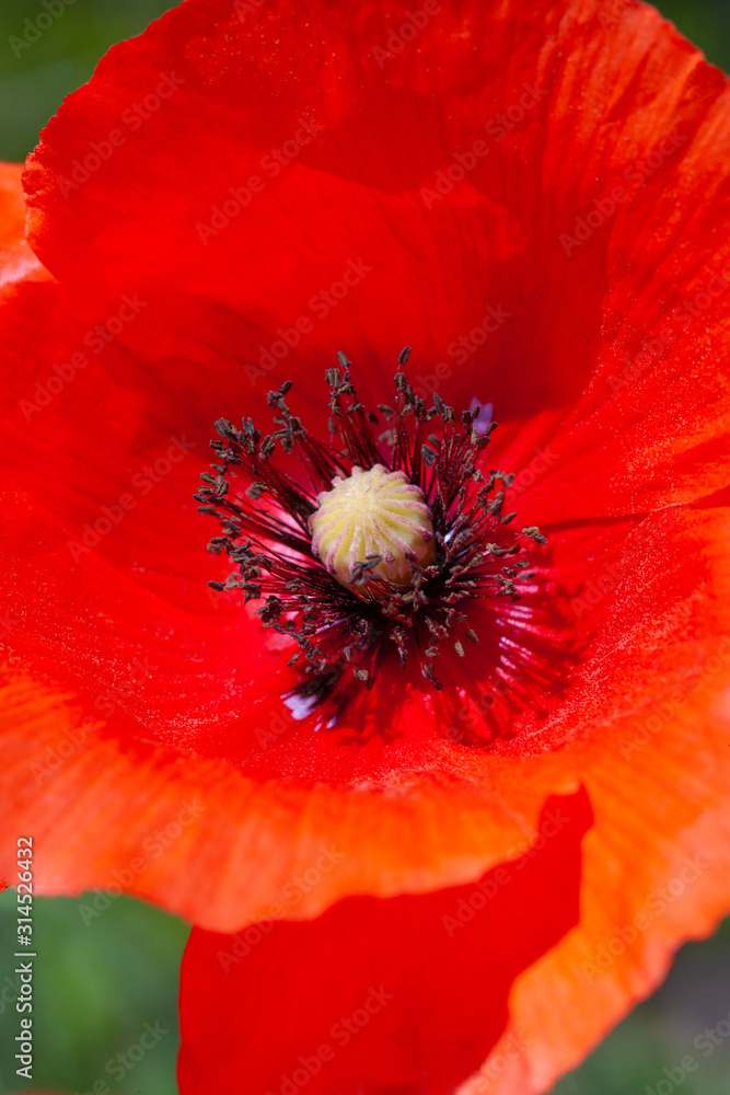 Red scarlet delicious poppy, used in the food bakery industry as a food additive. Red scarlet delicious poppy, used in the food bakery industry as a food additive.
