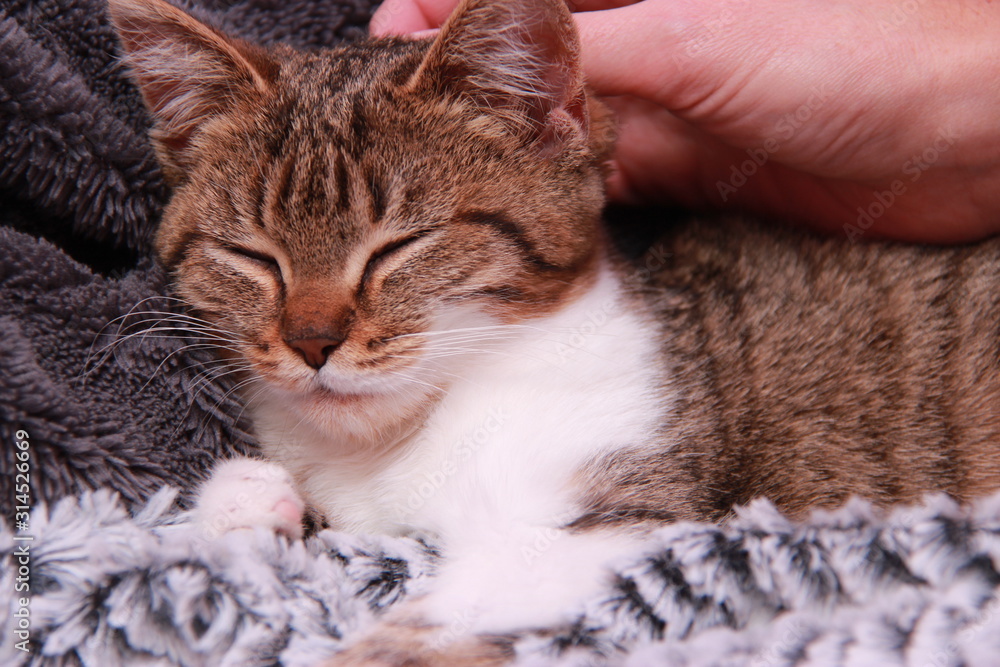 Sieste de chat et chaton