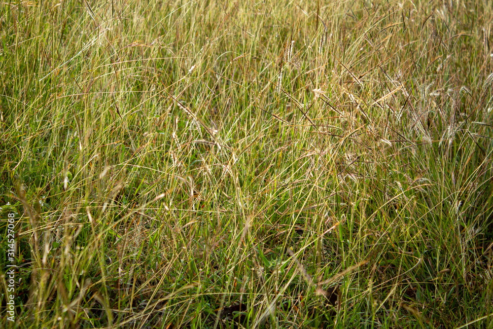 Close view of the wild grass growth along the forest area in Masinagudi, Mudumalai National Park, Tamil Nadu - Karnataka State border, India. Use for nature concept Close view of the wild grass growth along the forest area in Masinagudi, Mudumalai National Park, Tamil Nadu - Karnataka State border, India. Use for nature concept