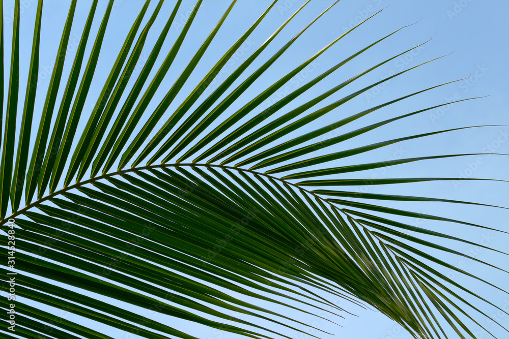 Leaf palm trees Leaf palm trees