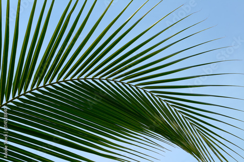 Leaf palm trees