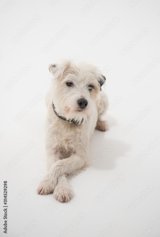 A white parsons russell terrier, isolated on a white seamless wall in a photo studio. dogs preforming tricks ion the studio. clever dog training. A white parsons russell terrier, isolated on a white seamless wall in a photo studio. dogs preforming tricks ion the studio. clever dog training.