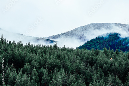 Foggy autumn forest valley, mystical valley background. Pine trees silhouettes in a morning fog, blue colors.