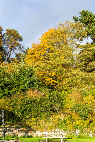 Fototapeta Naklejka Na Ścianę i Meble -  Lincoln Park Autumn Trees
