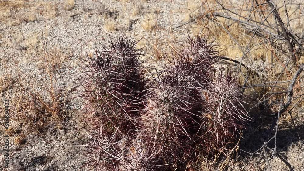 Cacti in the Arizona desert. Arizona claret-cup cactus, Arizona hedgehog cactus (Echinocereus arizonicus), USA Cacti in the Arizona desert. Arizona claret-cup cactus, Arizona hedgehog cactus (Echinocereus arizonicus), USA