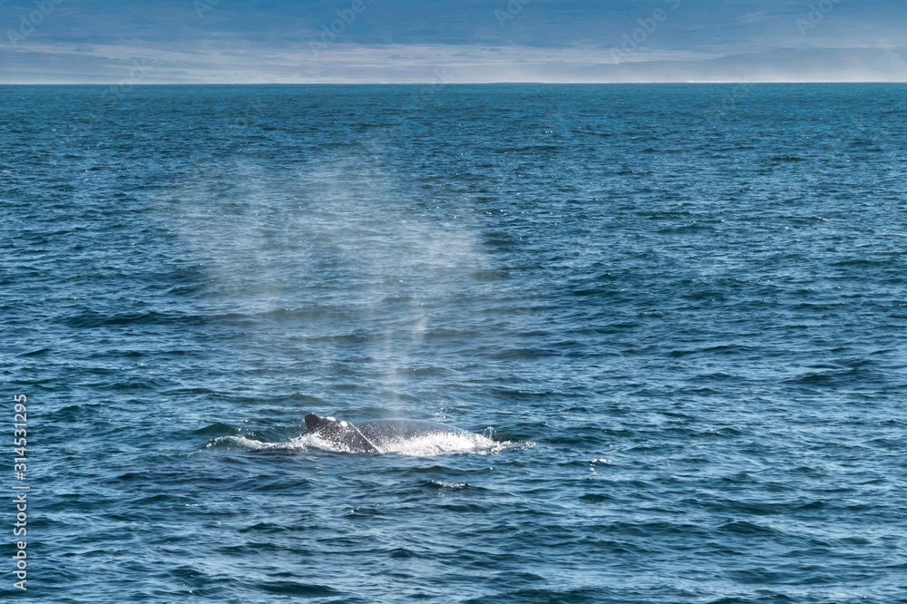 A whale floats on the surface to breathe in the northern sea of Iceland in husavik bay. A whale floats on the surface to breathe in the northern sea of Iceland in husavik bay.