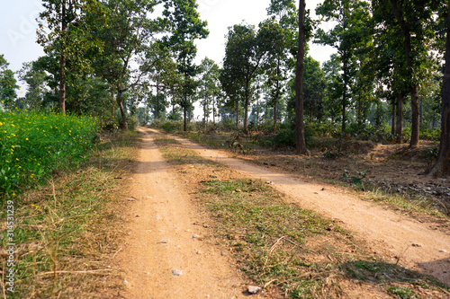 red soil road have gone inside the green jungle near Indian village under blue sky