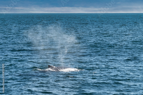 A whale floats on the surface to breathe in the northern sea of ​​Iceland in husavik bay. © Dasya - Dasya