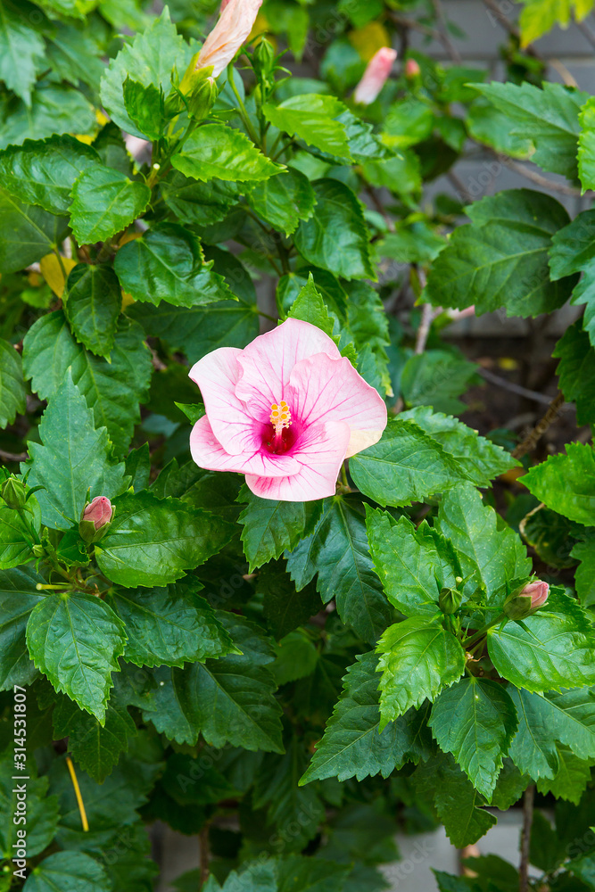 Pink Hibiscus Blossom in Natural Environment