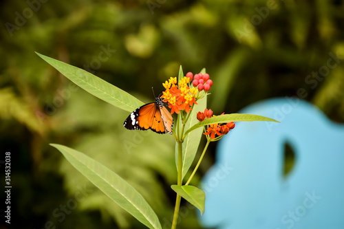 Una mariposa sobre una flor de colores. 