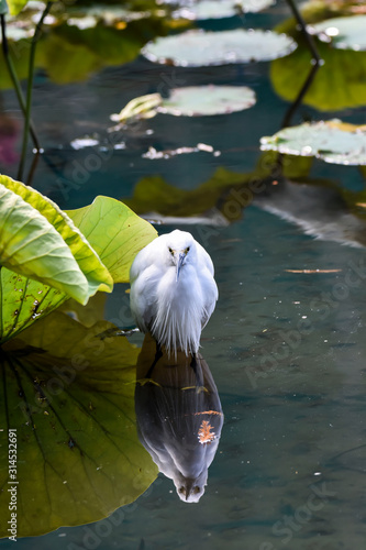 Un precioso pájaro blanco reflejado en un lago. 
