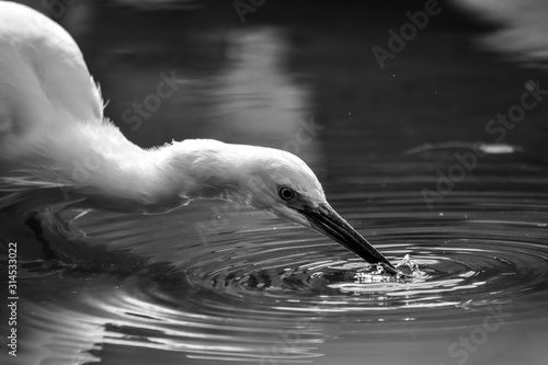 Ave blanca buscando comida en el lago. 