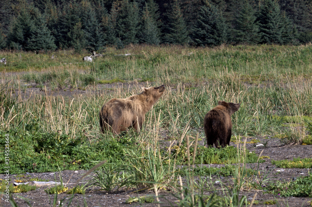 Bear viewing in Alaska Bear viewing in Alaska