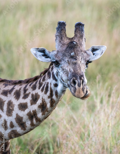 Photography portrait of a giraffe