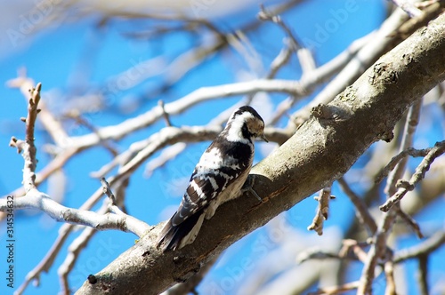 Woodpecker sitting on the tree