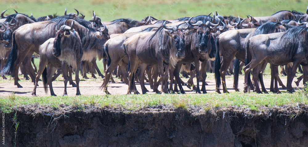 custom made wallpaper toronto digitalherd of wildebeest