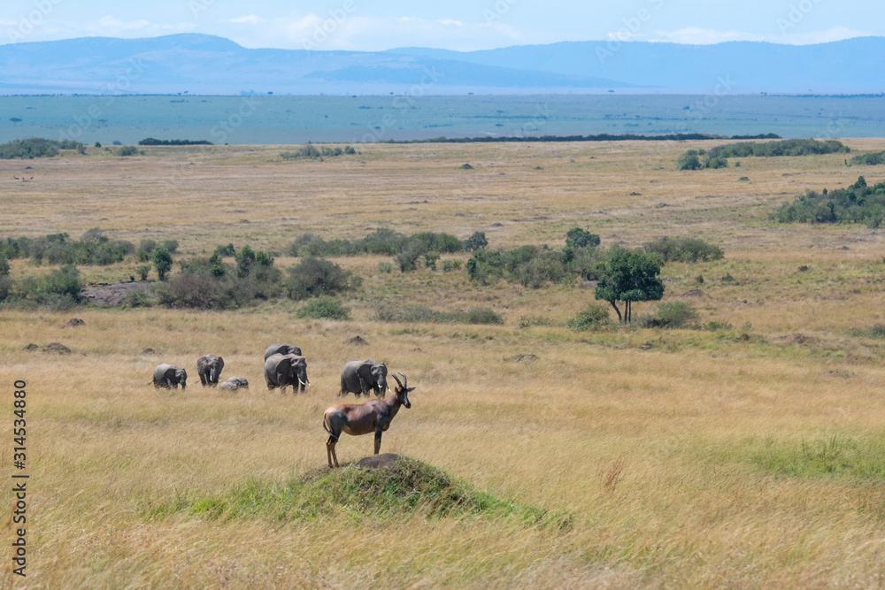 Topi and elephants in Masai Mara Topi and elephants in Masai Mara