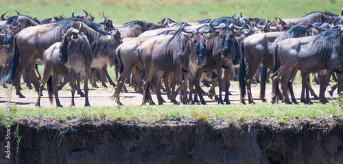 Wallpaper Mural herd of wildebeest  Torontodigital.ca