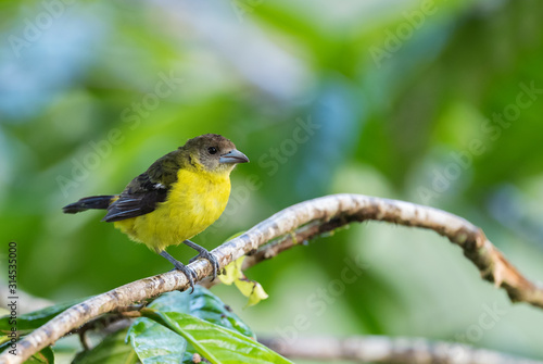 Flame-rumped Tanager - Ramphocelus flammigerus, beautiful black and yellow tanager from western Andean slopes, Amagusa, Ecuador.
