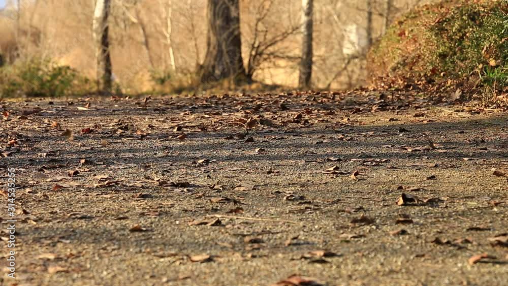 dry leaves blowing in the wind on walk way background. dry leaves blowing in the wind on walk way background.