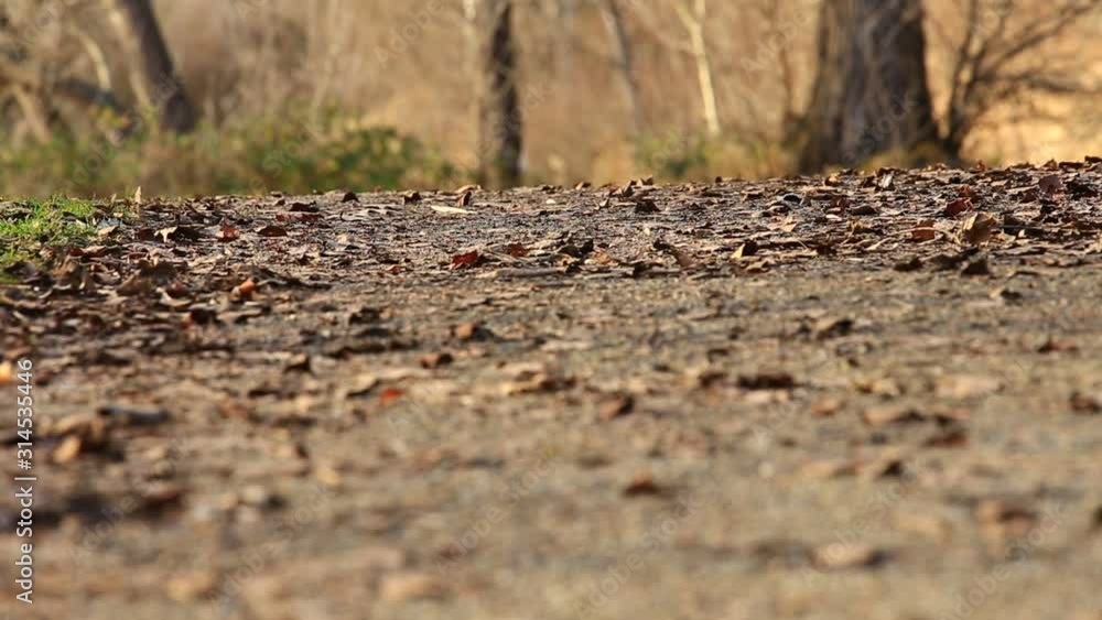 dry leaves blowing in the wind on walk way background. dry leaves blowing in the wind on walk way background.